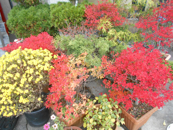 玄関紅葉